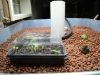 Aquaponics Grow Bed